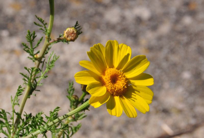 Glebionis coronaria / Crisantemo giallo